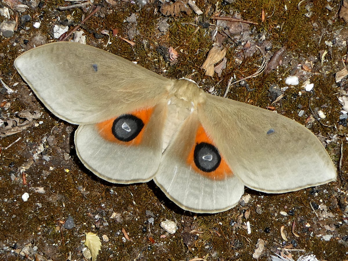 Silkmoths and more