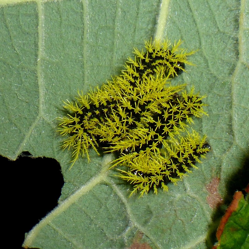 fourth instar