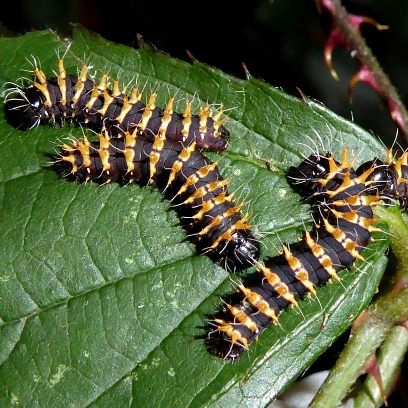 third instar