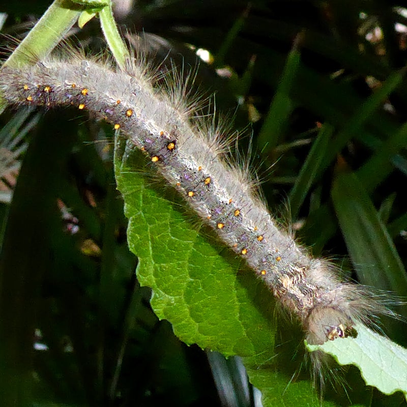 final instar