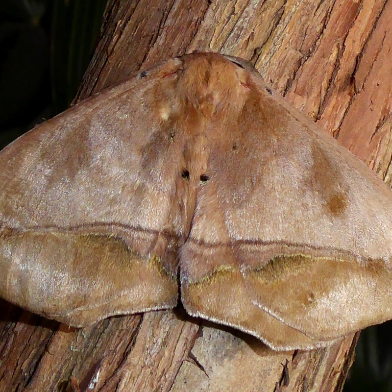 male