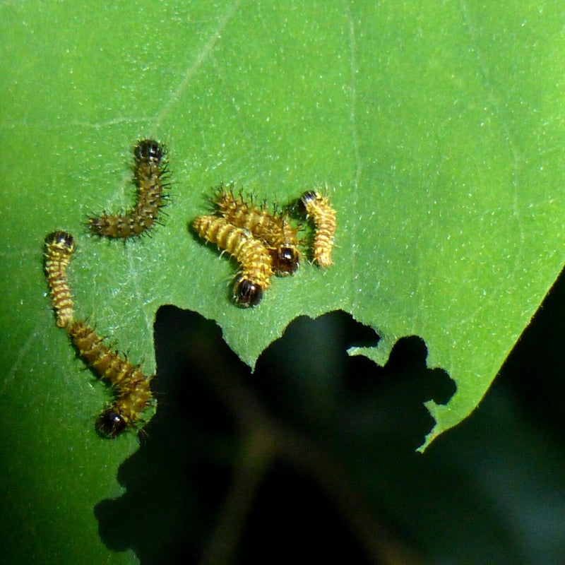 first instar