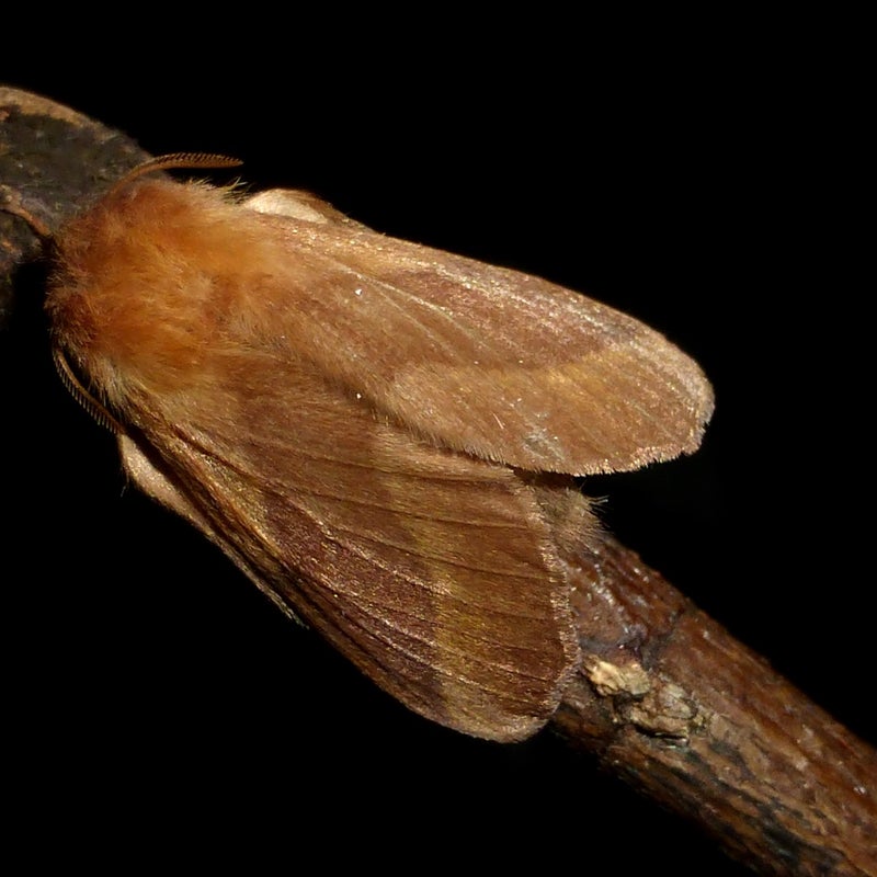 female