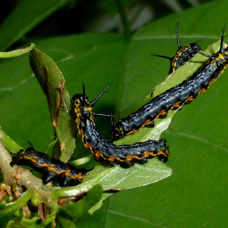third instar