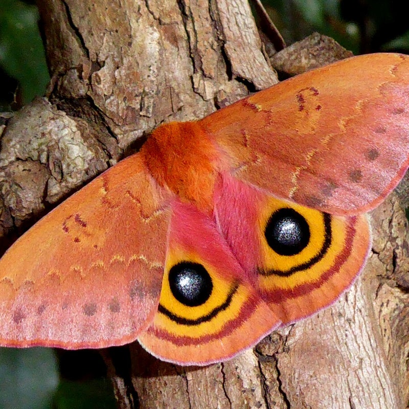 male