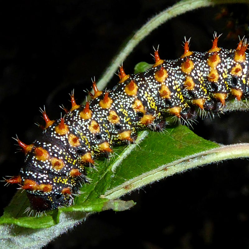 fourth instar