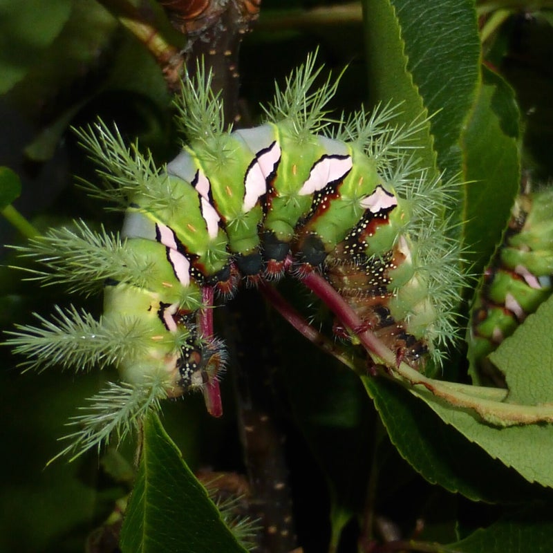 sixth instar