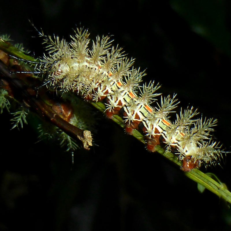 sixth instar