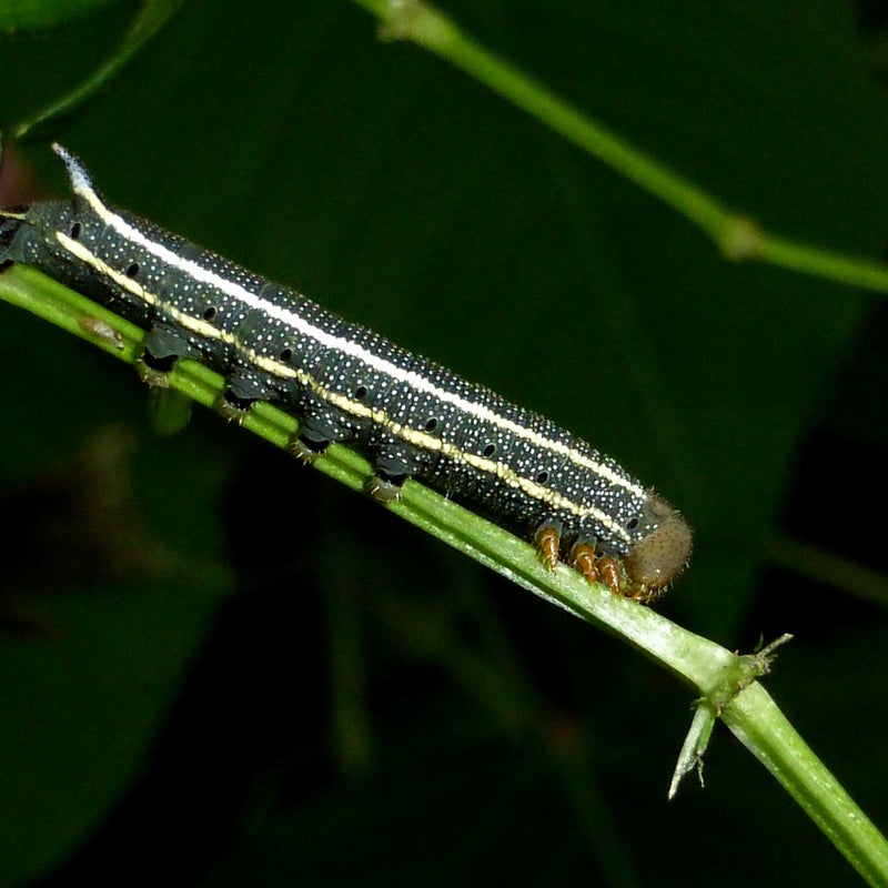 final instar