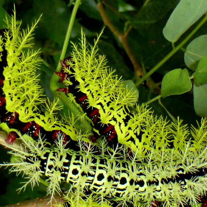 final instar