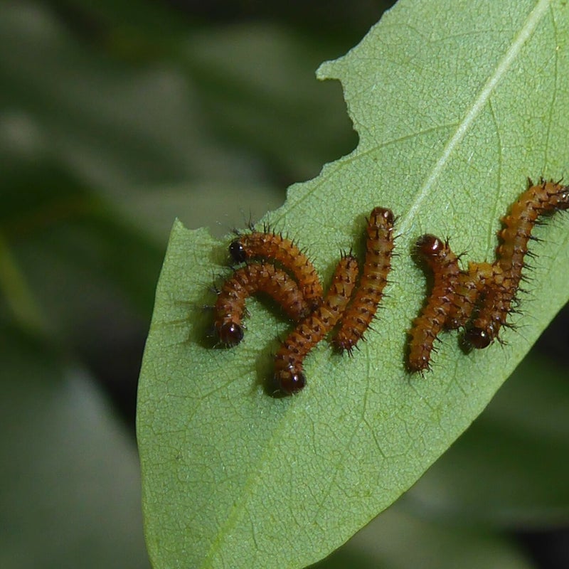 first instar
