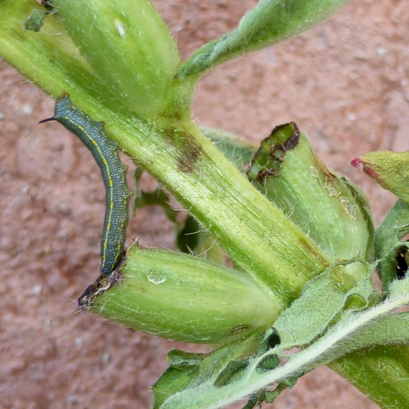 second instar