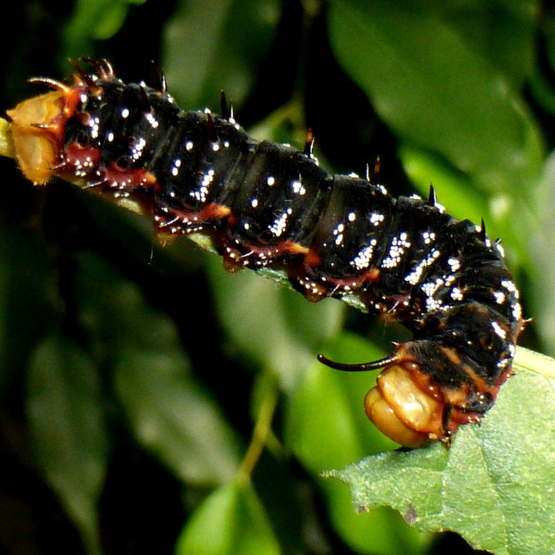 final instar