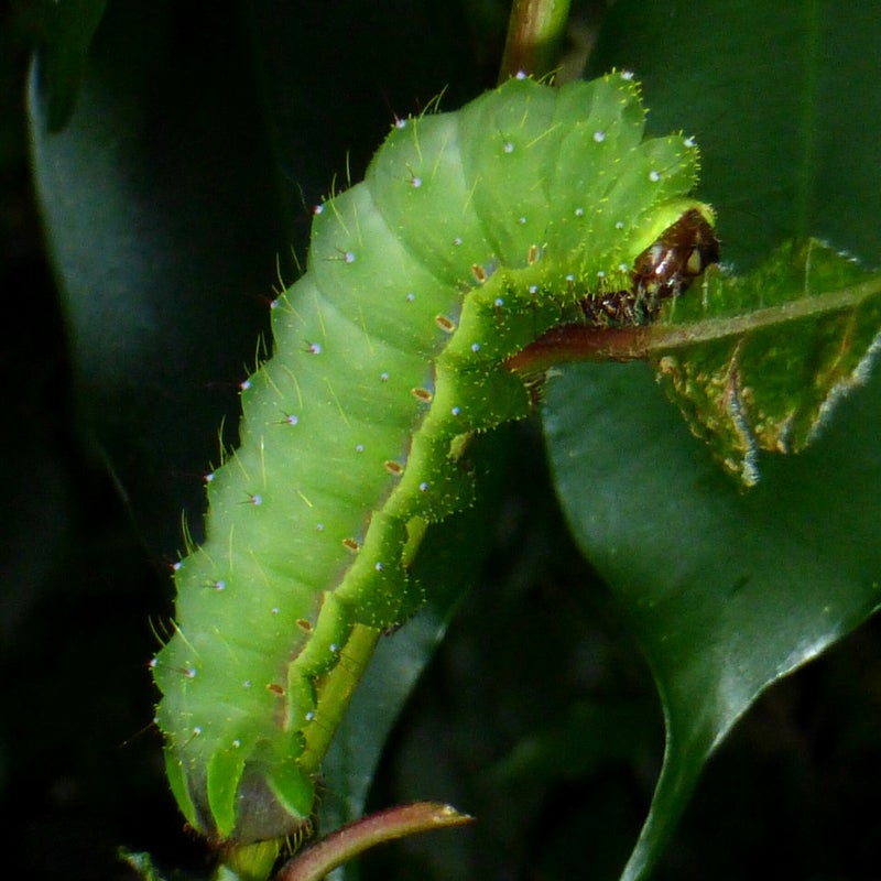 final instar