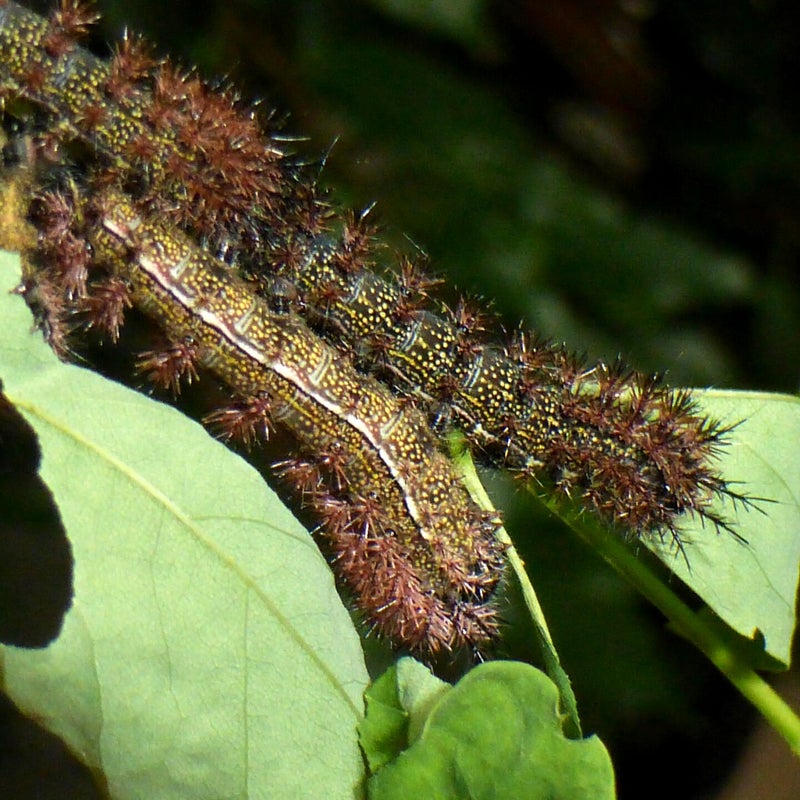 fifth instar