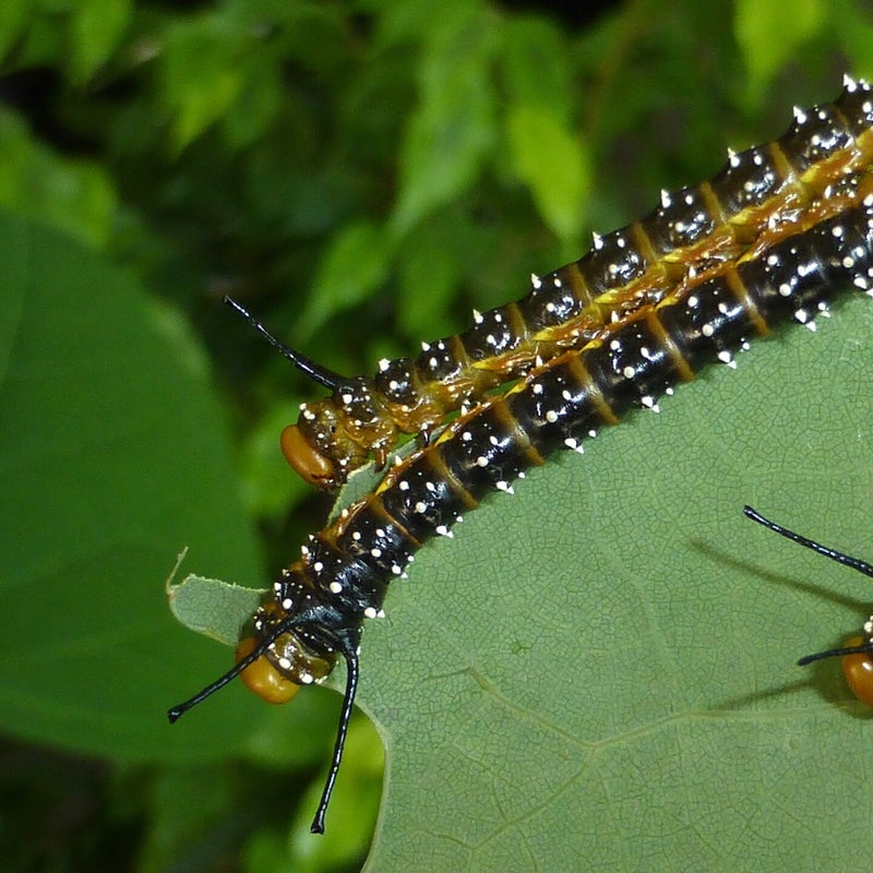 fourth instar