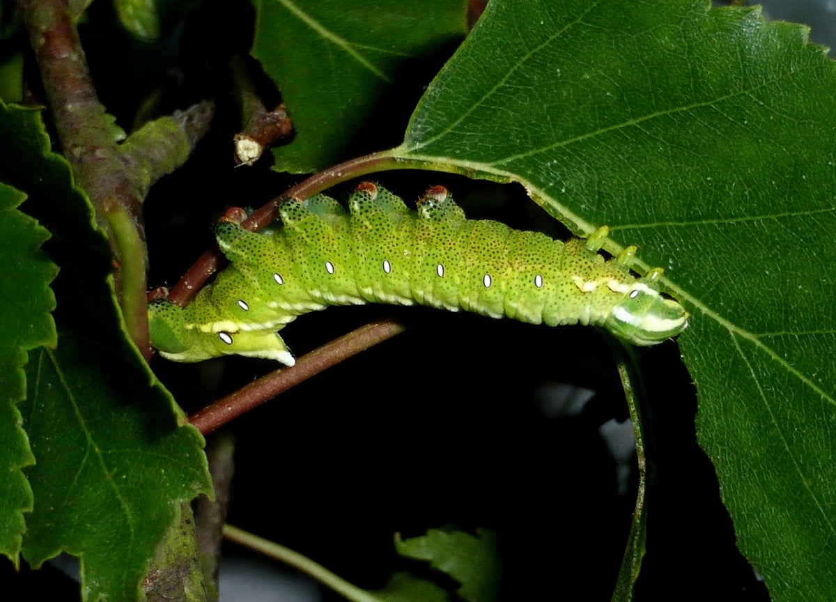Endromis / Endromidae / Species | Silkmoths and more