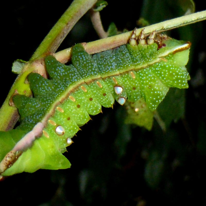 final instar