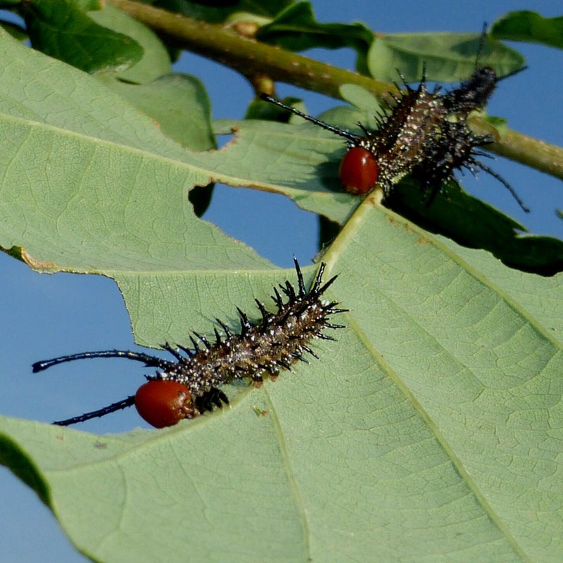 fourth instar
