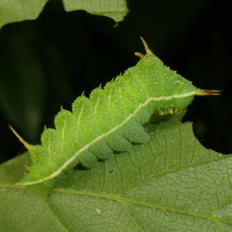 fourth  instar