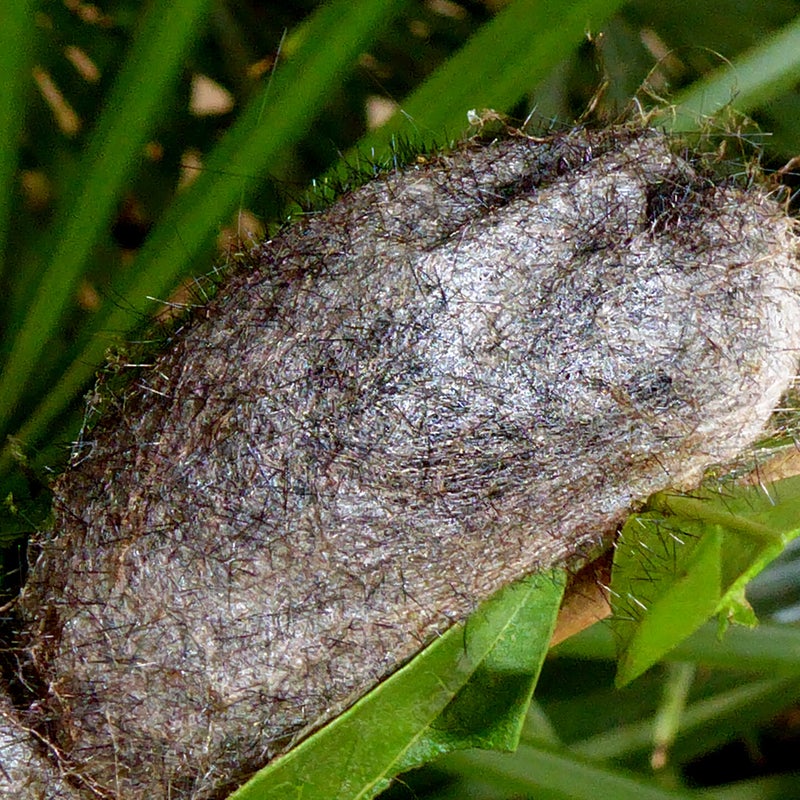 cocoon