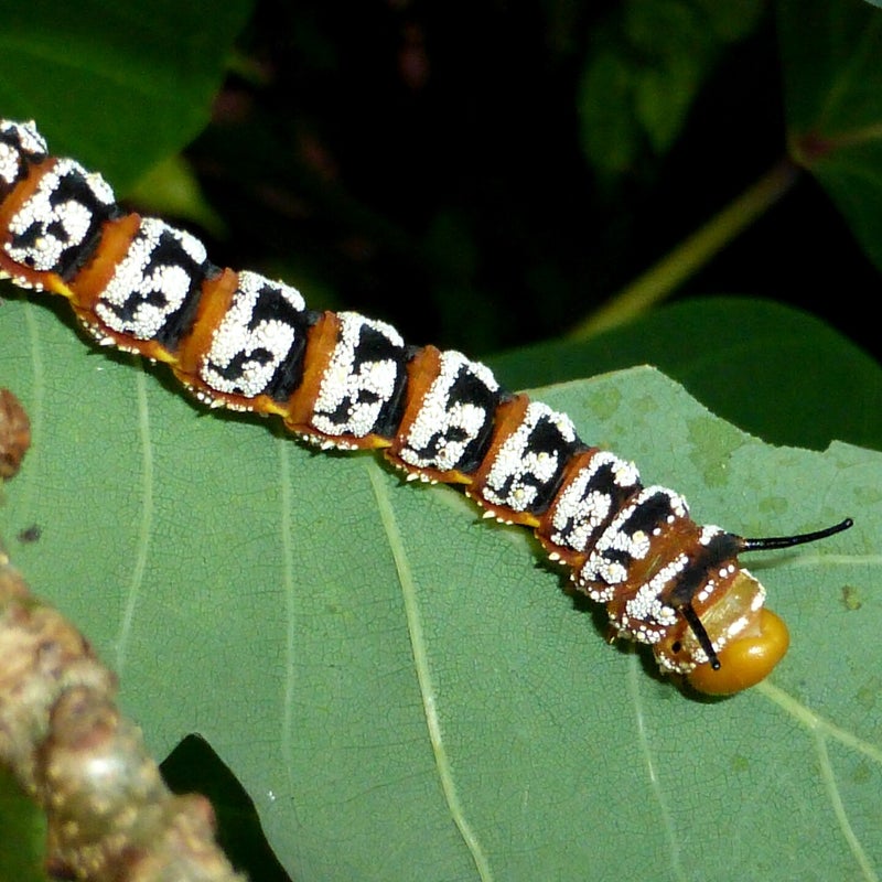 final instar