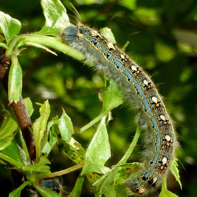 fourth instar