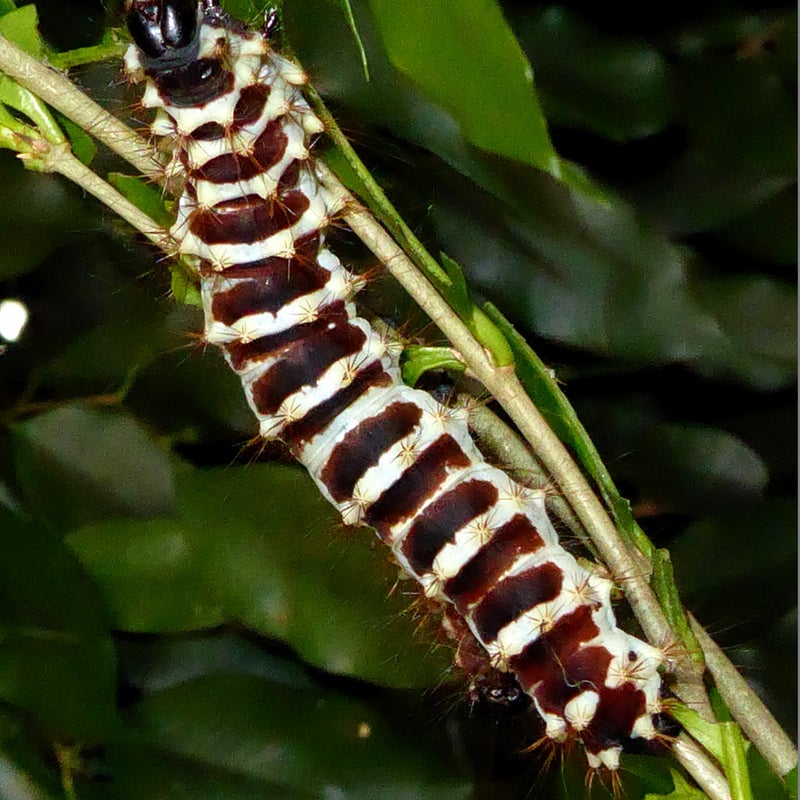 final instar