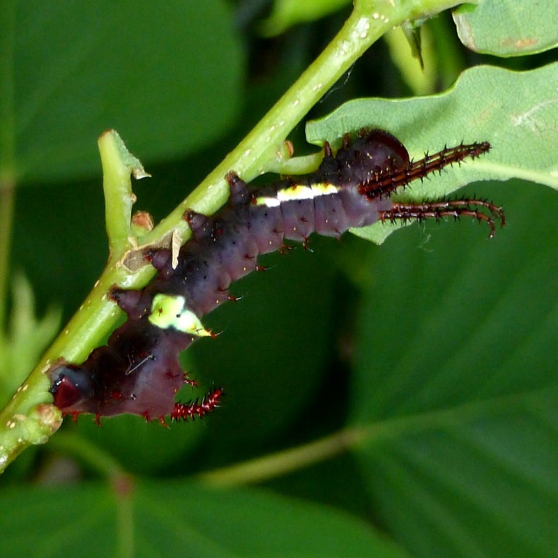 second instar