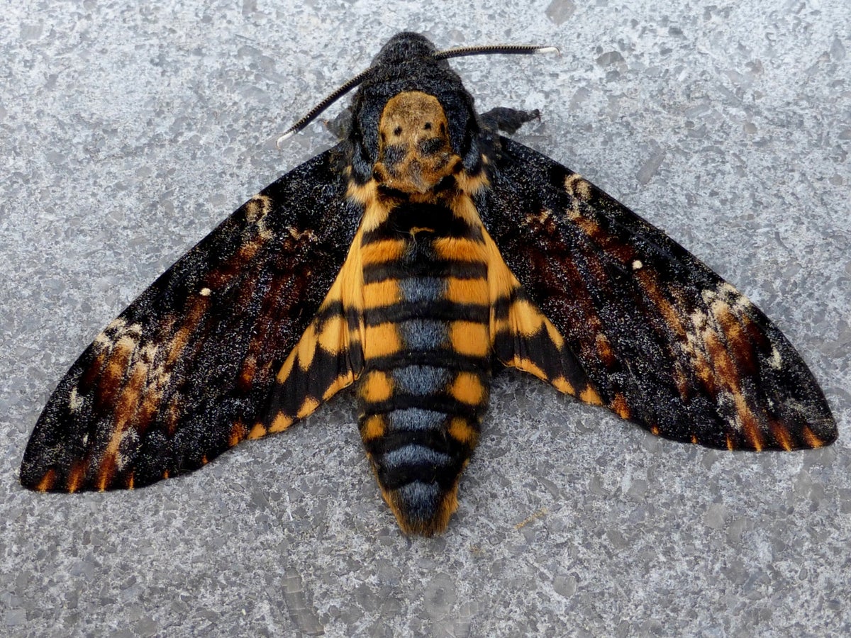 Saphingidae Sphingidae / Species | Silkmoths and more