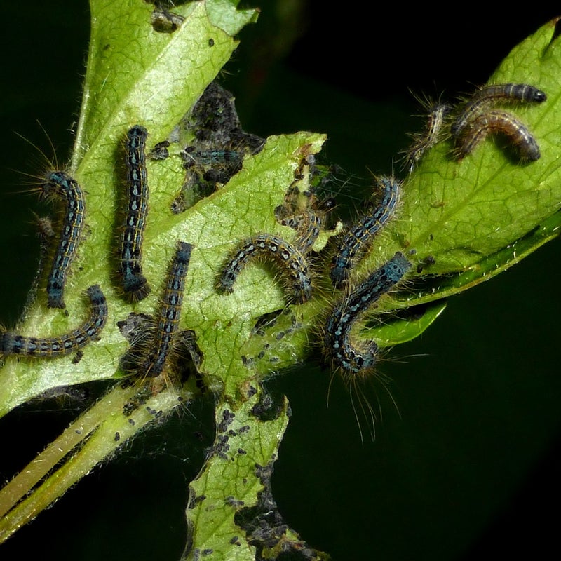 third instar