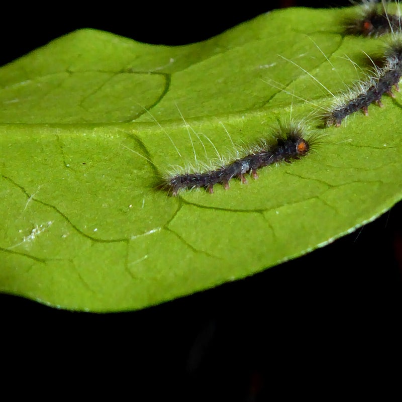 first instar