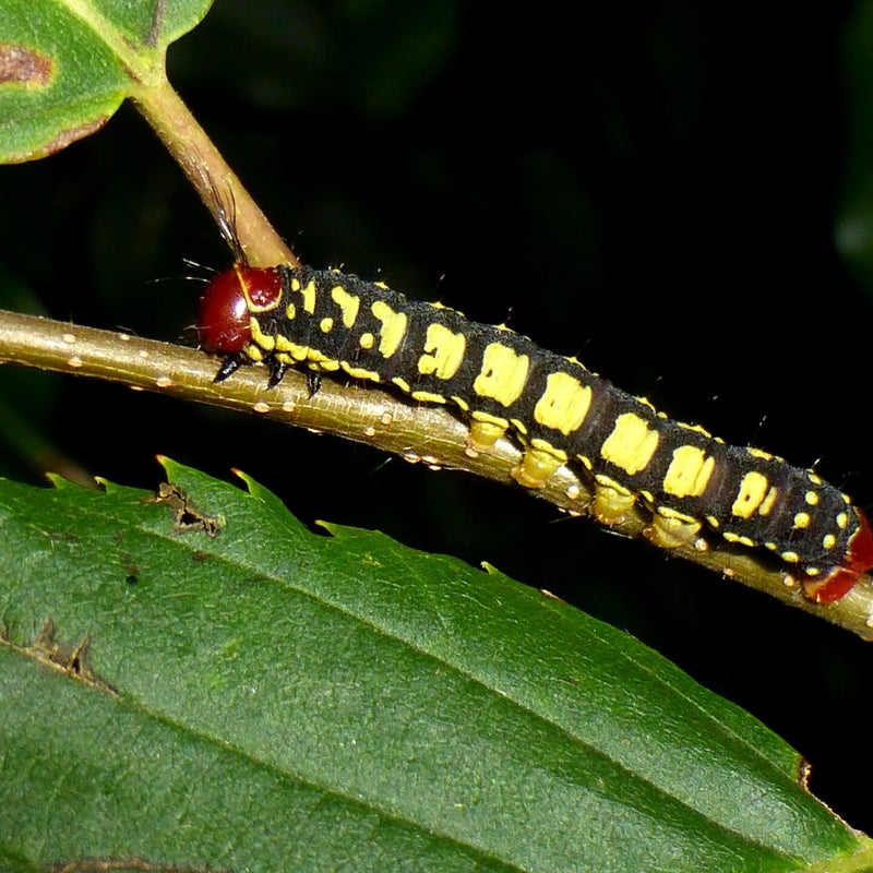 third instar