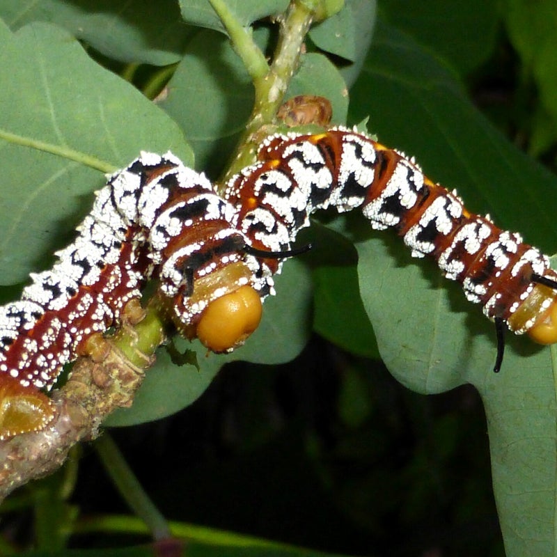 final instar