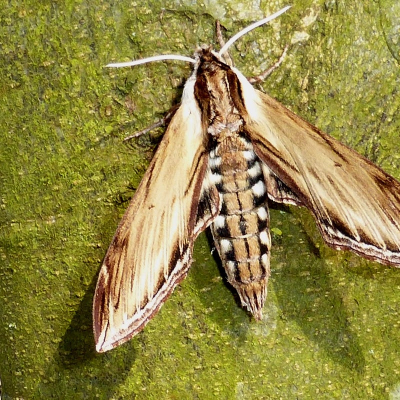 kalmiae