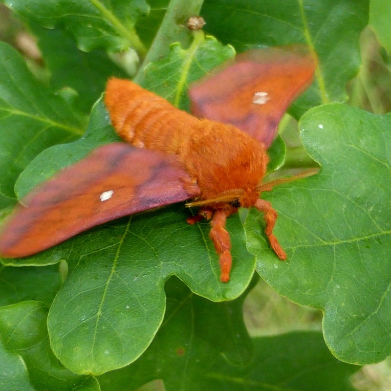 male