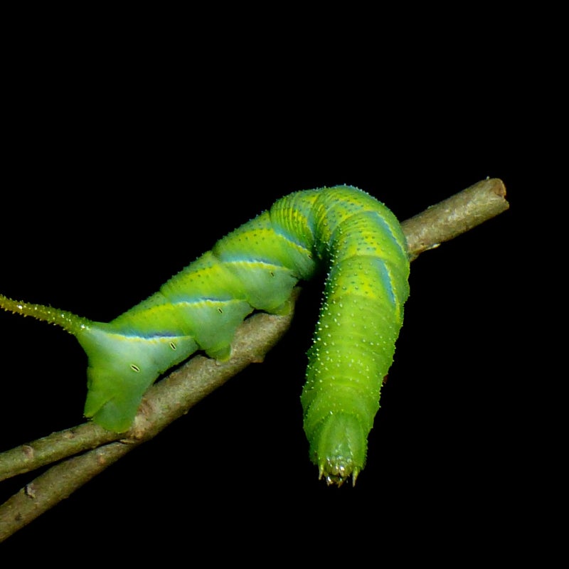 third instar