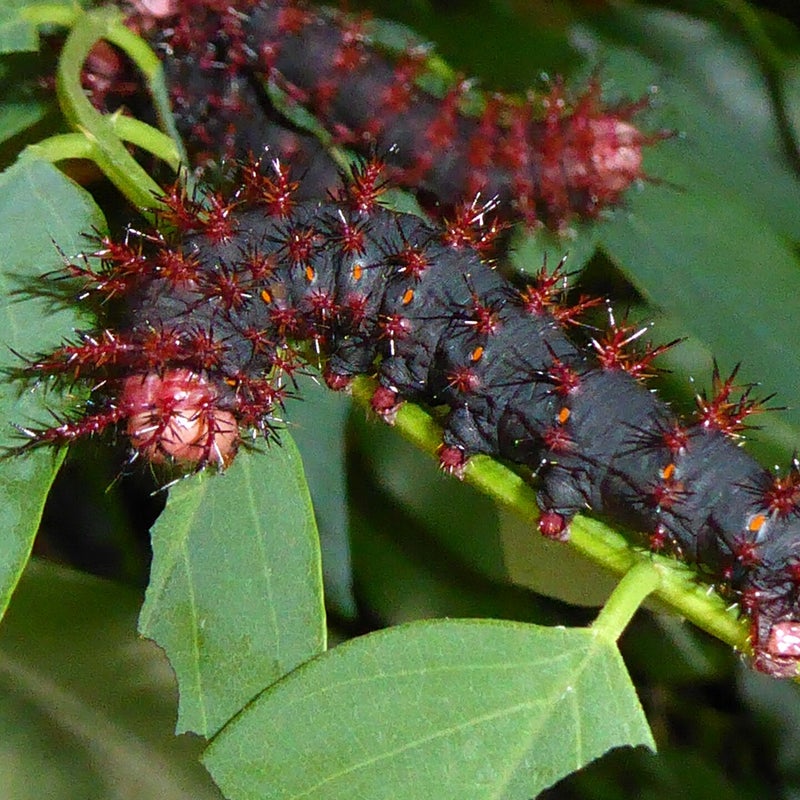 final instar