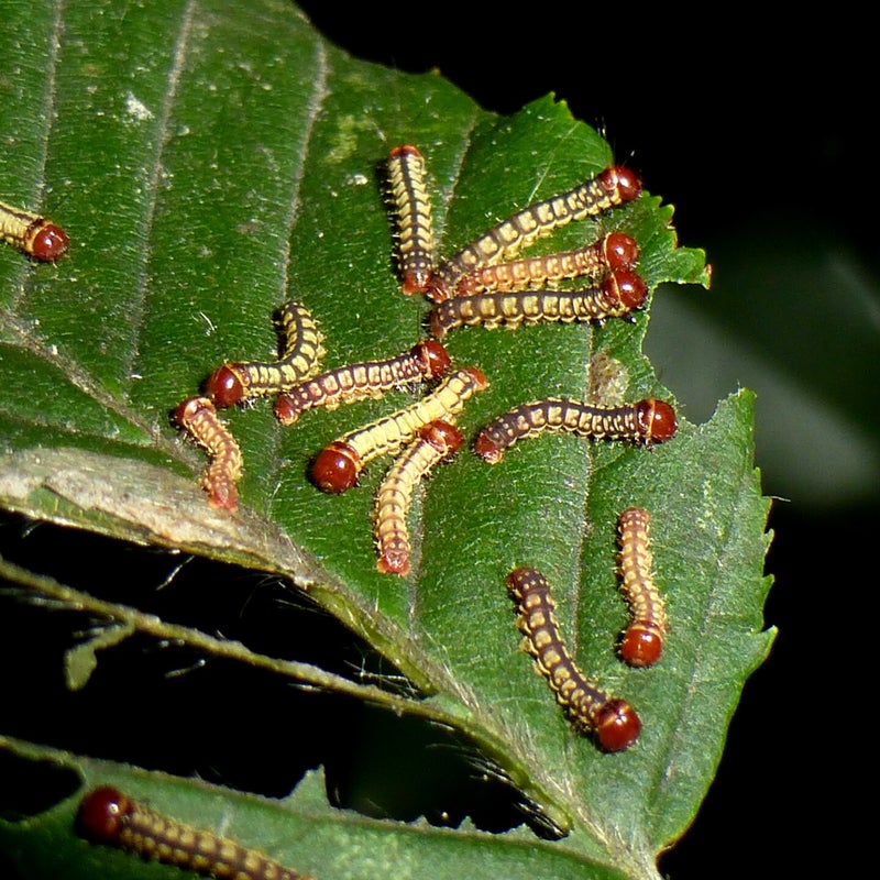 second instar