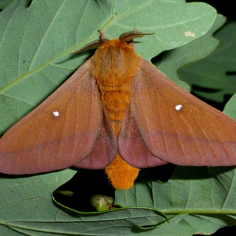 male