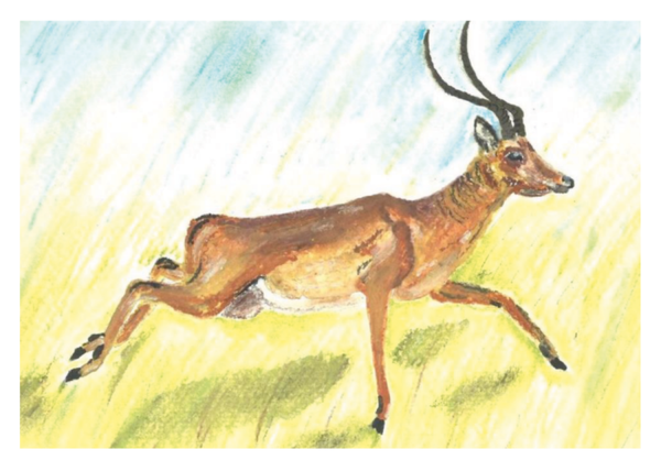 enkelzijdige kaarten (nieuwe collectie!)