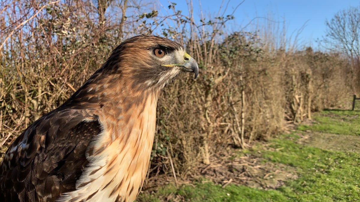 Informatie | Dutch Raptors