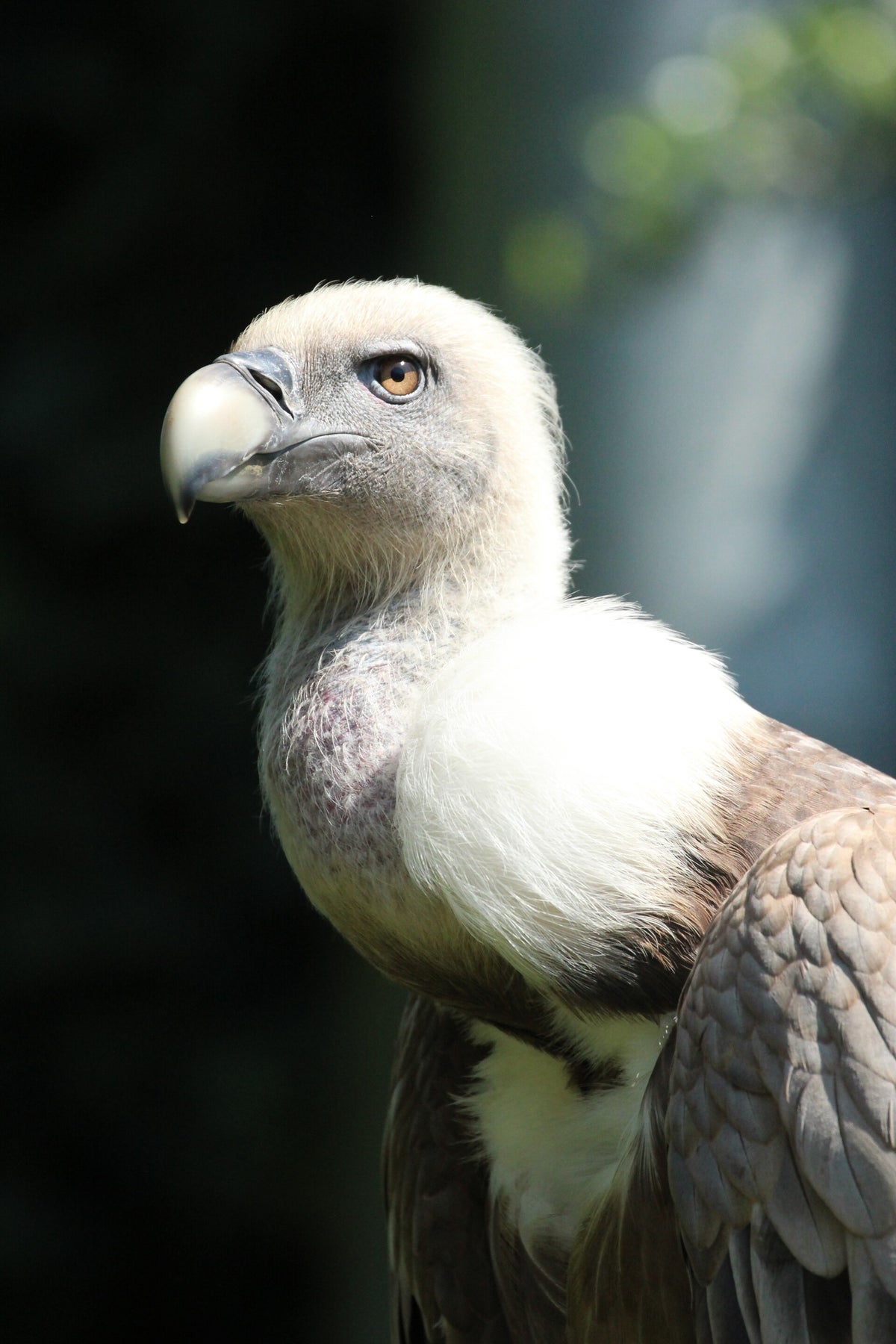 Dutch Raptors