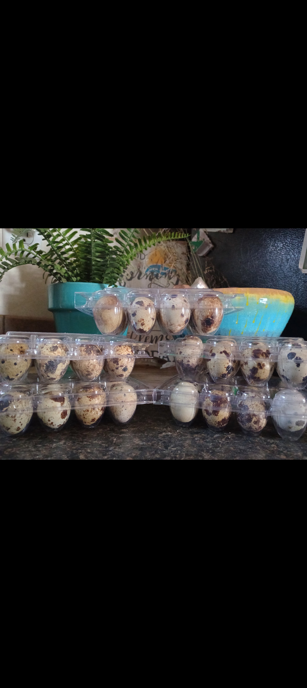 Farm Fresh Quail egg