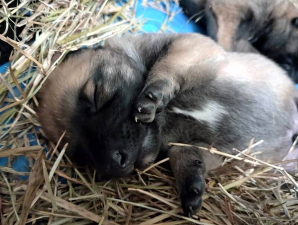 Malinois X Puppy Deposit
