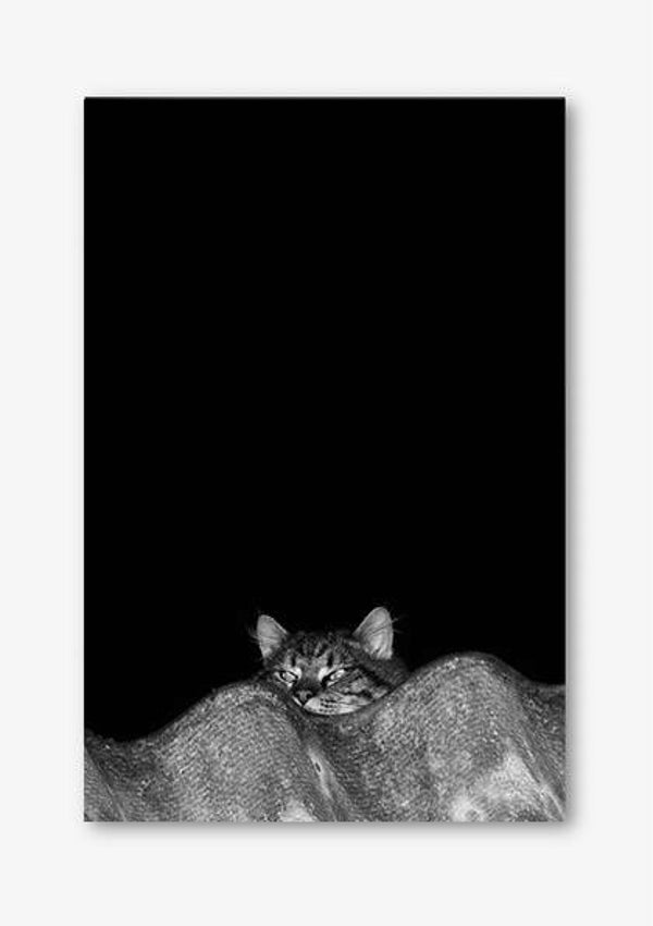Print Kat op dak 60x40