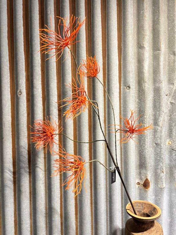 Grevillea Oranje 111 cm