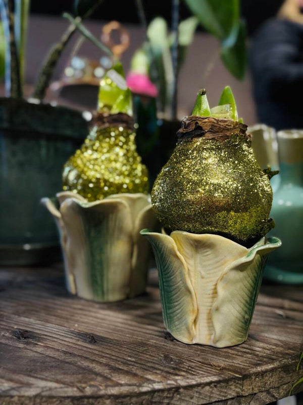 Golden Glow Amaryllis in Bladpot