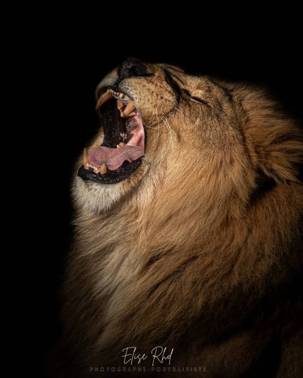 Félin pour l'autre - Les Lions