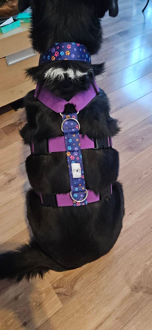 Veiligheidstuig en Martingale breed band 38mm